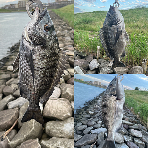 クロダイの釣果