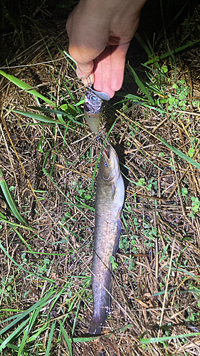 マナマズの釣果