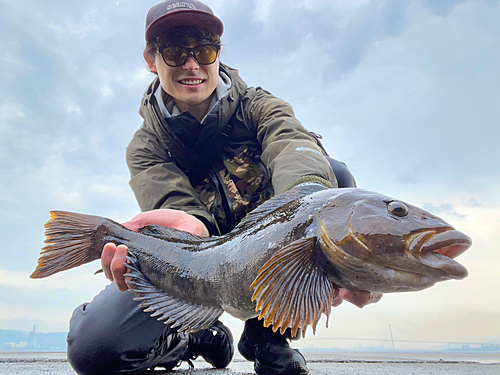 アイナメの釣果