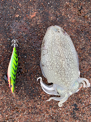 シリヤケイカの釣果