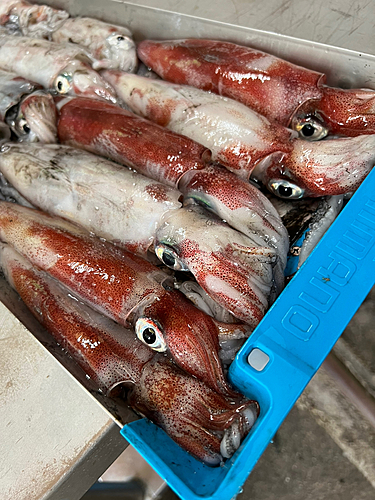 シロイカの釣果