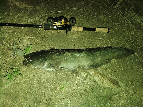 ナマズの釣果