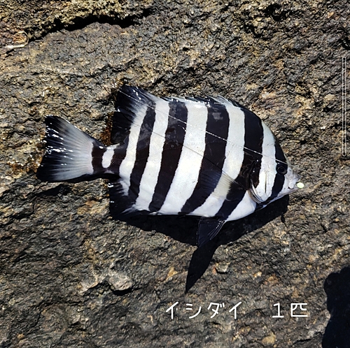 イシダイの釣果