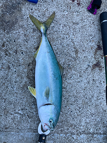 ワカシの釣果