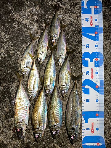 アジの釣果