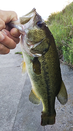 ラージマウスバスの釣果