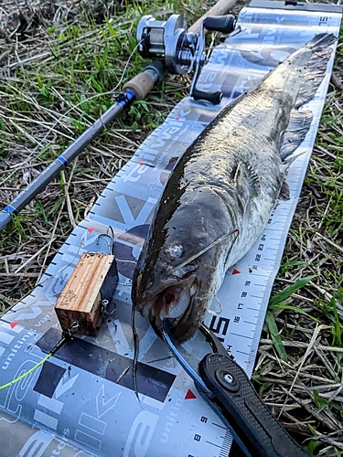 ナマズの釣果