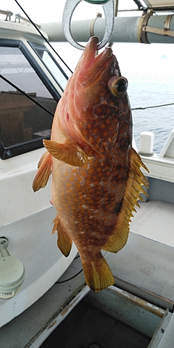 アコウの釣果