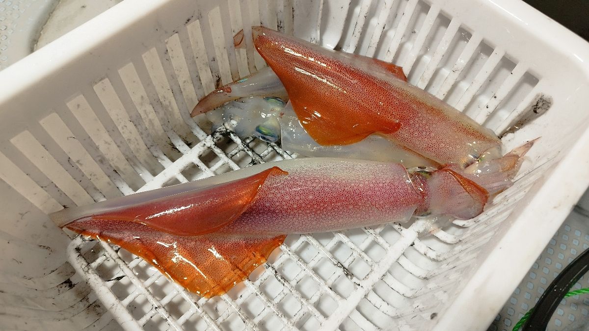 🎣みやもん🎣さんの釣果 3枚目の画像