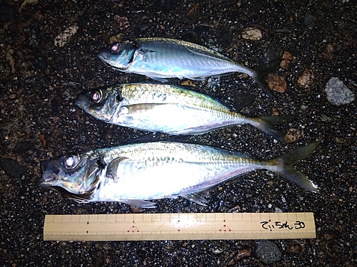 アジの釣果