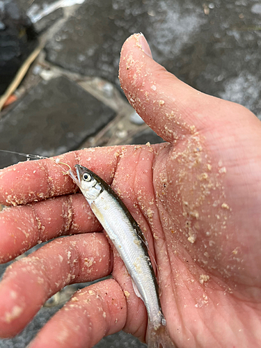 コアユの釣果