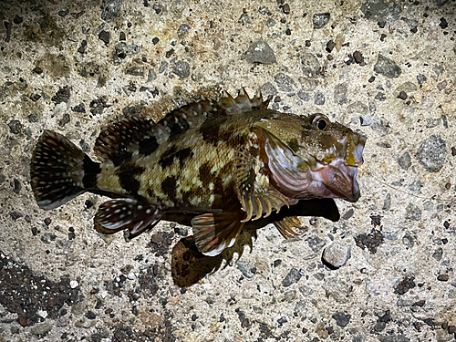 カサゴの釣果