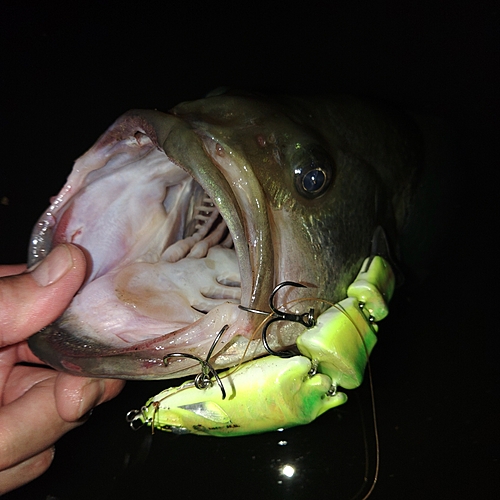 ブラックバスの釣果