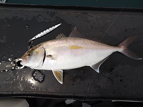 ショゴの釣果