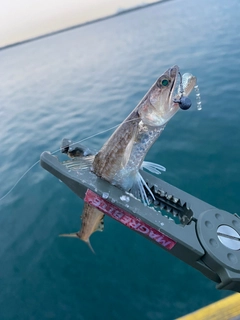 エソの釣果