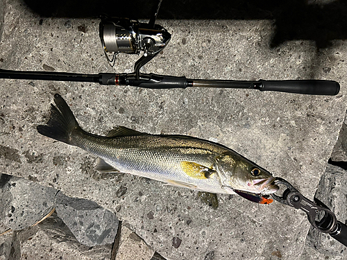 シーバスの釣果