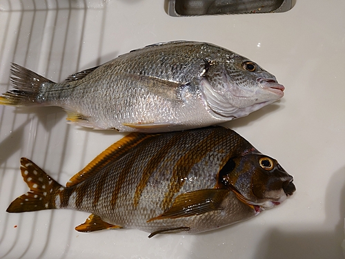 タカノハダイの釣果