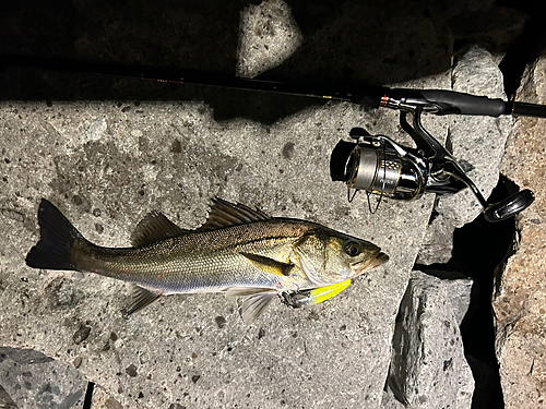 シーバスの釣果