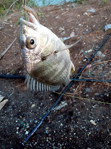 キビレの釣果