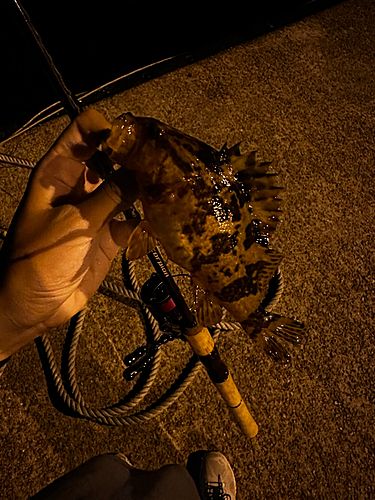 タケノコメバルの釣果