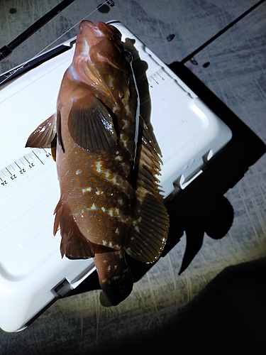 アコウの釣果