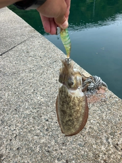 モンゴウイカの釣果