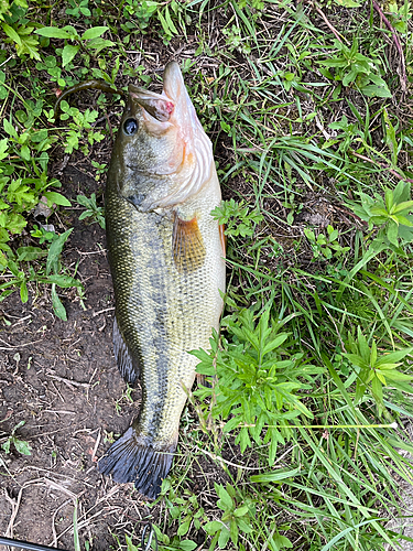 ラージマウスバスの釣果