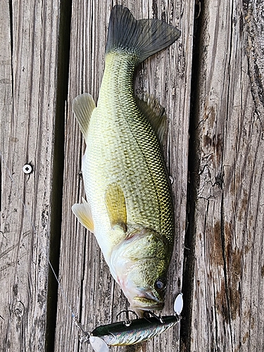 ブラックバスの釣果