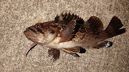 クロソイの釣果