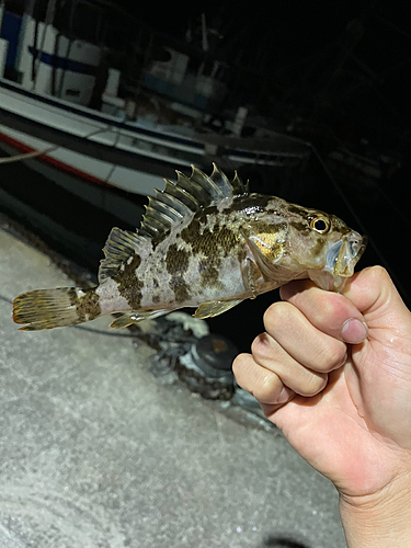 タケノコメバルの釣果