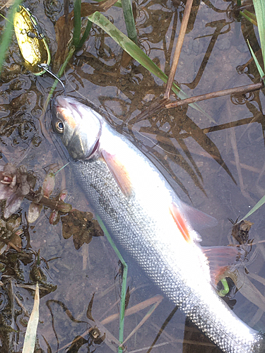 アメマスの釣果