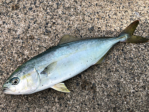 ワカシの釣果