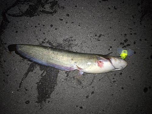 ナマズの釣果