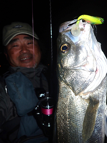 シーバスの釣果