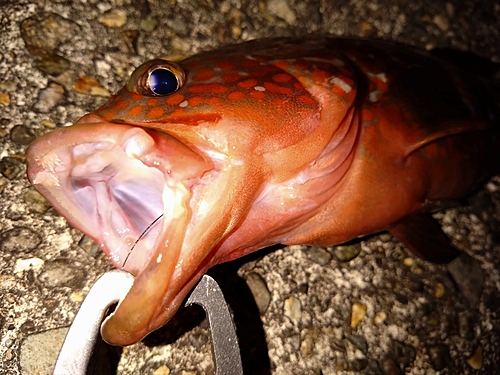 キジハタの釣果