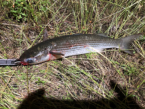 ボラの釣果