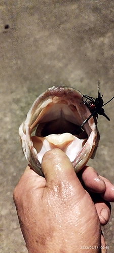 ブラックバスの釣果