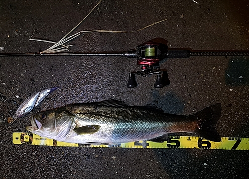 シーバスの釣果