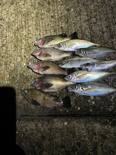 メバルの釣果