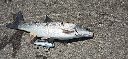 ウグイの釣果