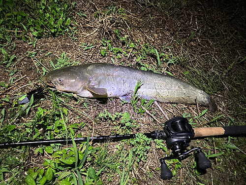 ナマズの釣果