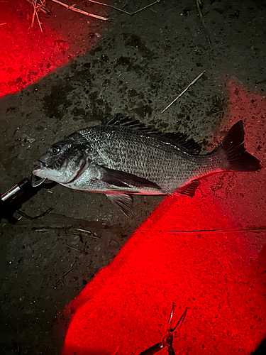 クロダイの釣果