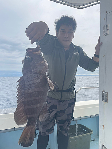 マハタの釣果