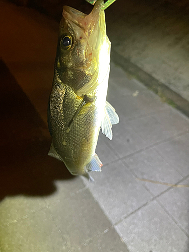 スズキの釣果