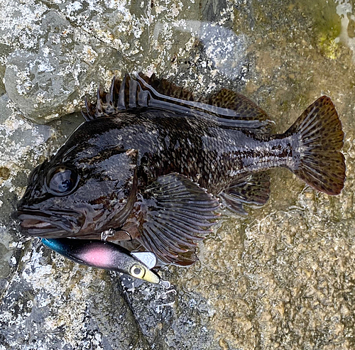 ムラソイの釣果