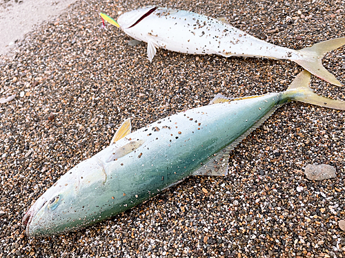 イナダの釣果