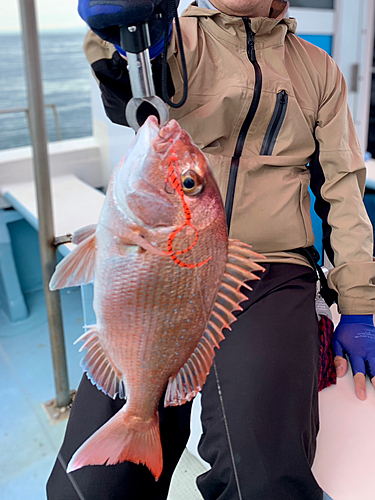 マダイの釣果