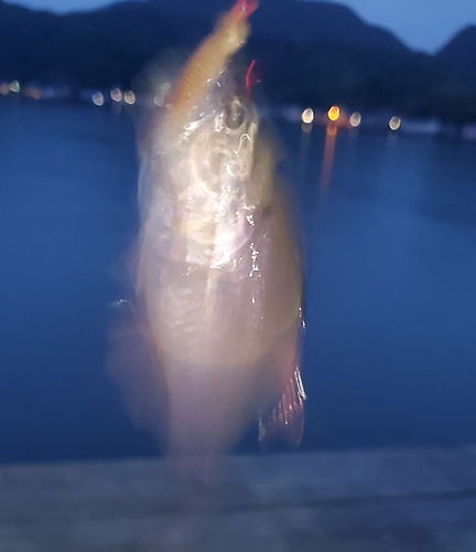 釣果