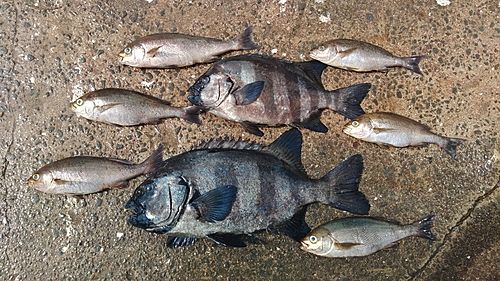 イサキの釣果
