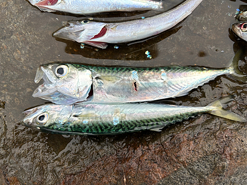 サバの釣果